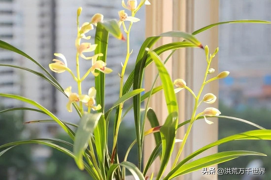 (竹子的品质和精神)梅兰竹菊的品质和精神 第2张 (竹子的品质和精神)梅兰竹菊的品质和精神 第2张