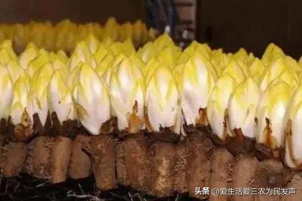(家庭创业致富小项目)在家种什么既赚钱又简单?这些项目值得考虑,有人因此发家致富! 第10张 (家庭创业致富小项目)在家种什么既赚钱又简单?这些项目值得考虑,有人因此发家致富! 第10张