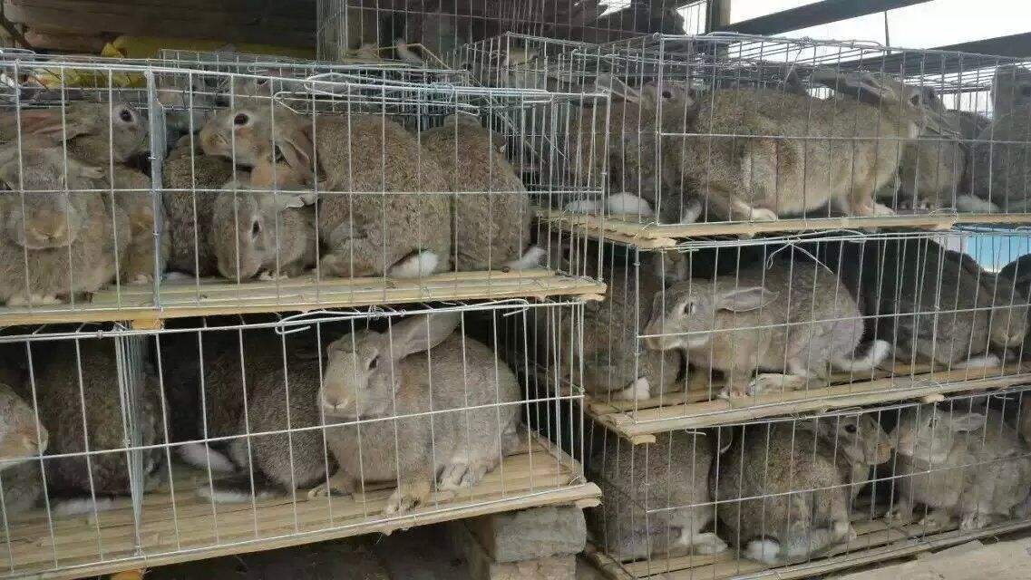 (养兔子赚钱吗)有人说养兔子，兔子繁殖快，好养，能赚钱是这样吗?  第1张