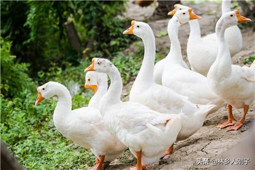 (养500只鹅需多少投资)养500只鹅需多少投资?养鹅有哪些注意事项? 第3张 (养500只鹅需多少投资)养500只鹅需多少投资?养鹅有哪些注意事项? 第3张