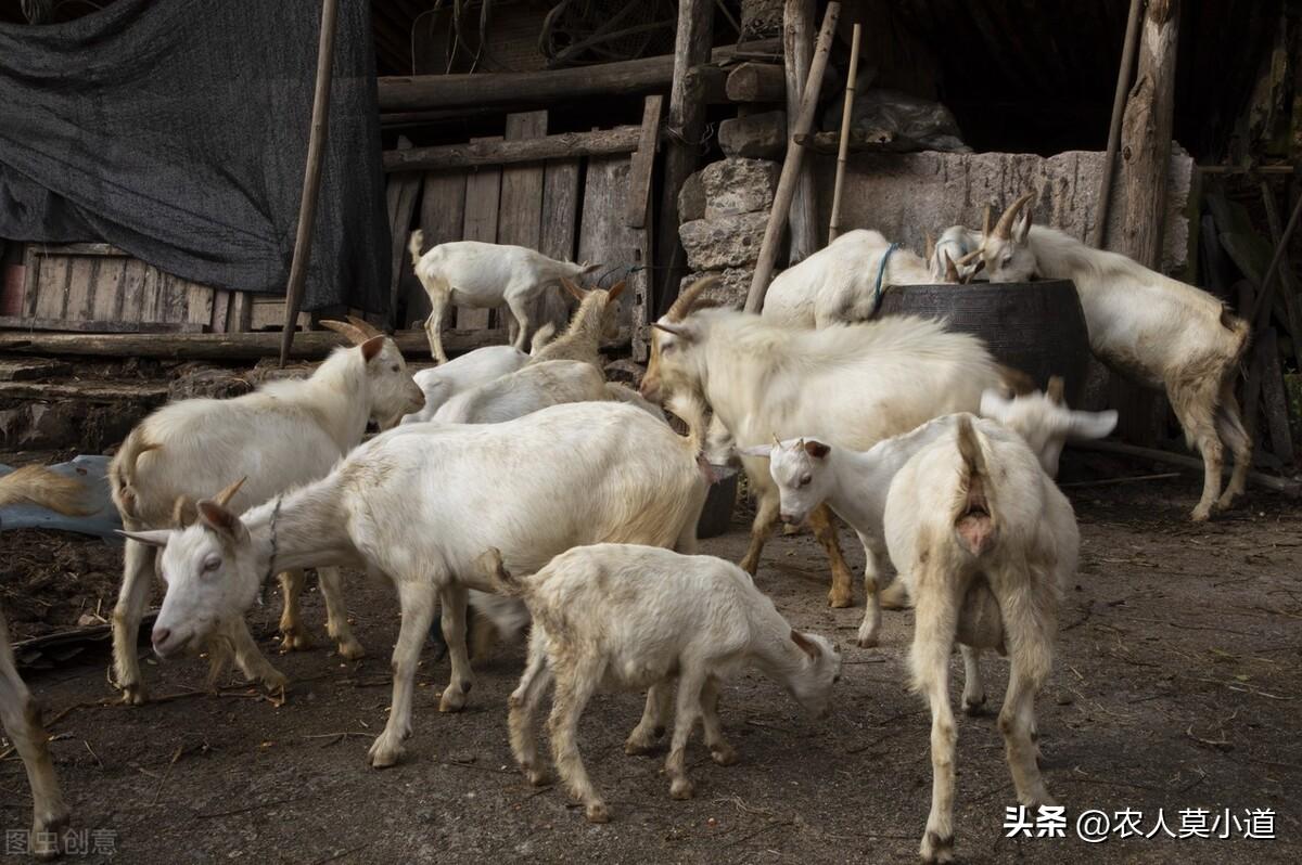 (在农村养殖什么赚钱)在农村养殖什么最稳，成本低又能赚钱，养牛的成本比较高  第2张