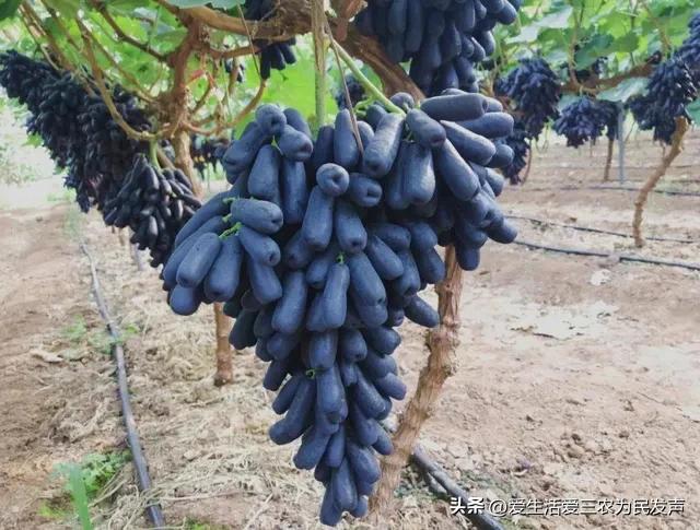 (家庭创业致富小项目)在家种什么既赚钱又简单?这些项目值得考虑,有人因此发家致富! 第5张 (家庭创业致富小项目)在家种什么既赚钱又简单?这些项目值得考虑,有人因此发家致富! 第5张