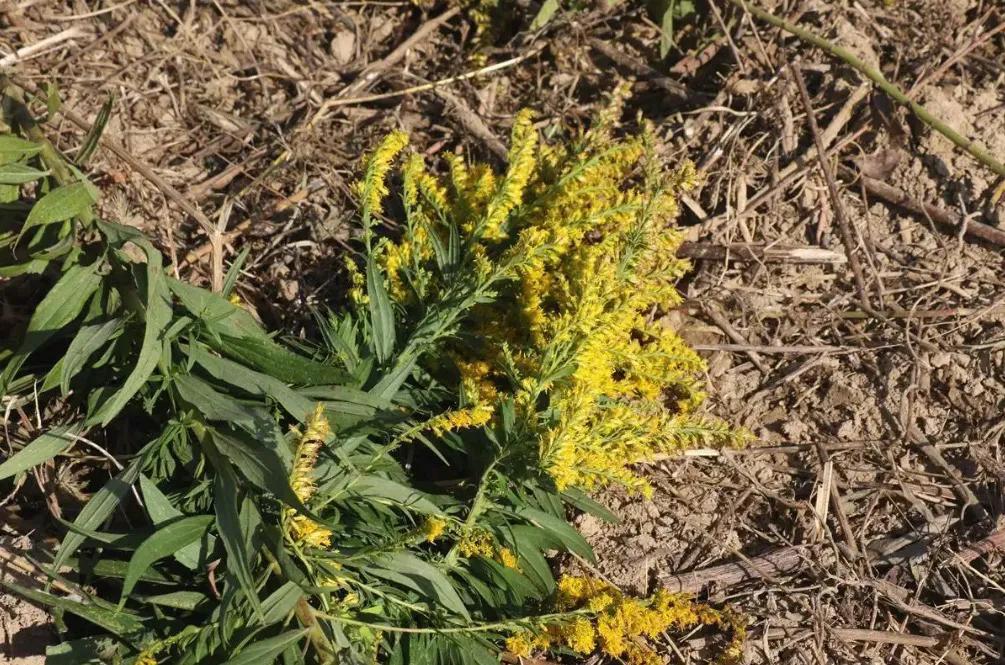 (武汉现上千亩加拿大一枝黄花)武汉惊现上千亩加拿大一枝黄花 第3张 (武汉现上千亩加拿大一枝黄花)武汉惊现上千亩加拿大一枝黄花 第3张