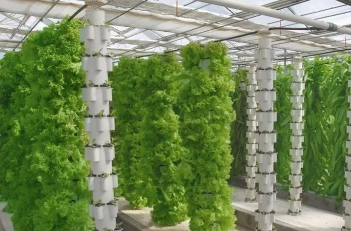 (无土栽培投资)无土栽培需要投资多少钱?适合种植哪些植物?  第3张
