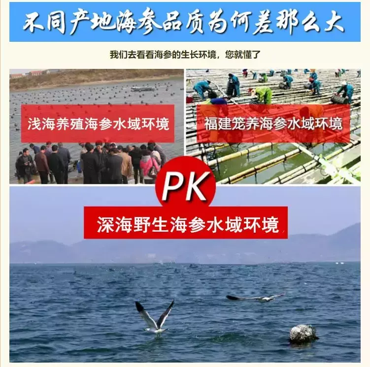 (哪里买海参比较好)哪里的海参好?海参产地大揭秘  第6张