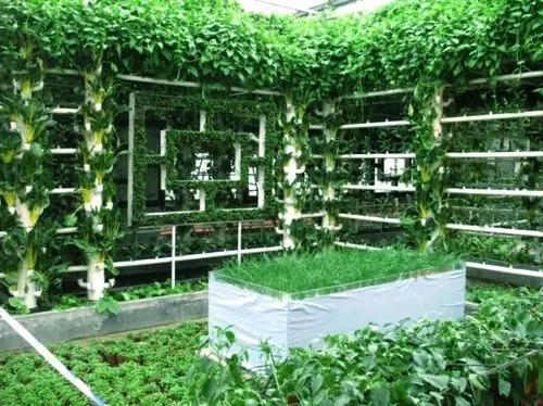 (无土栽培投资)无土栽培需要投资多少钱?适合种植哪些植物?  第4张