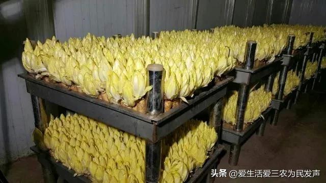 (家庭创业致富小项目)在家种什么既赚钱又简单?这些项目值得考虑,有人因此发家致富! 第12张 (家庭创业致富小项目)在家种什么既赚钱又简单?这些项目值得考虑,有人因此发家致富! 第12张