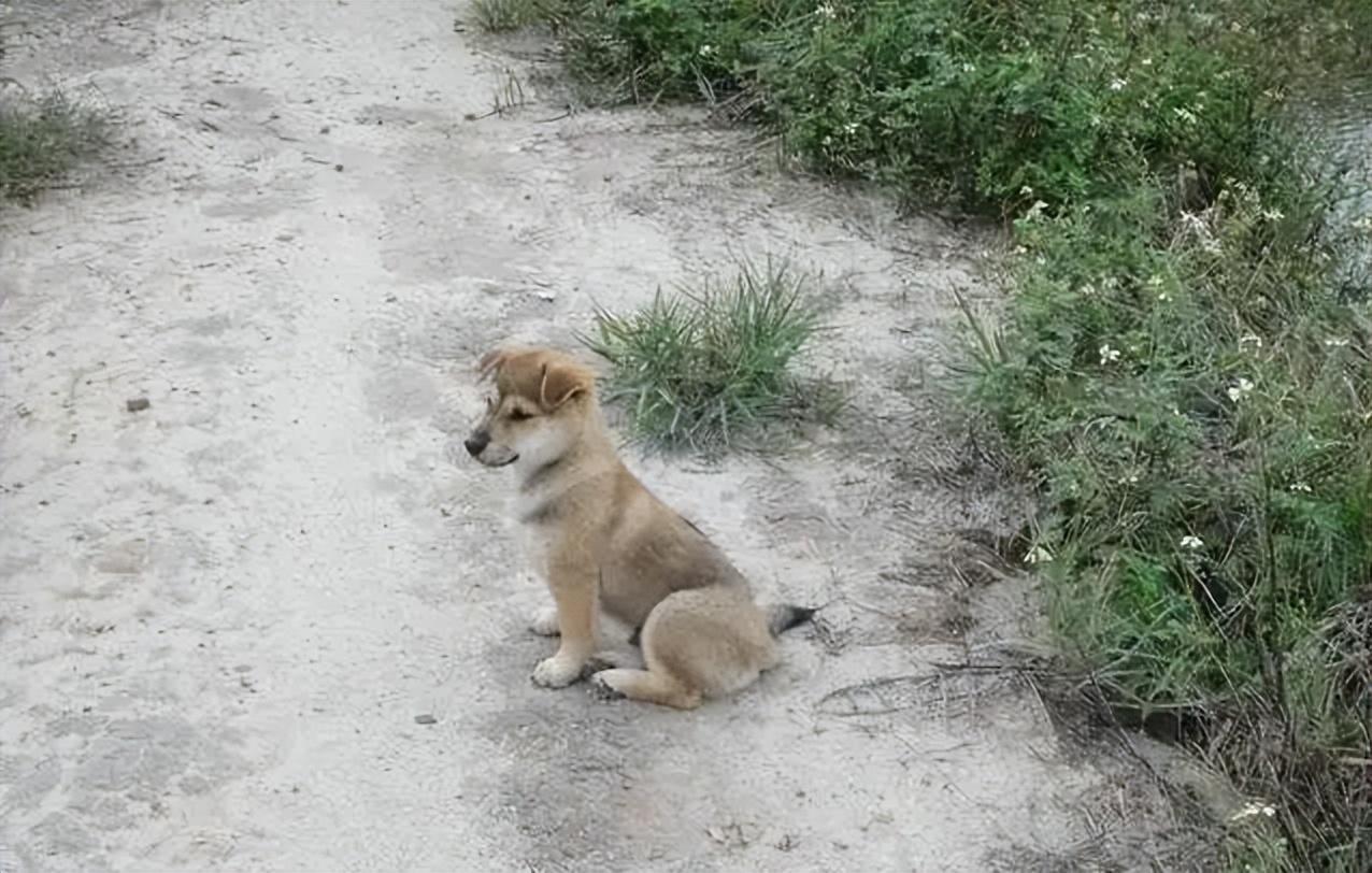 (土狗被扔50公里外一星期后跑回家)土狗被扔50公里外一星期后跑回家,你可知在它一生中主人就是全部 第3张 (土狗被扔50公里外一星期后跑回家)土狗被扔50公里外一星期后跑回家,你可知在它一生中主人就是全部 第3张