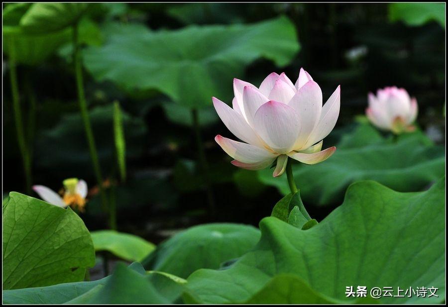 (出水芙蓉是什么意思)“出水芙蓉”最早用来形容什么?诗词大会里考过，答对者寥寥无几  第3张