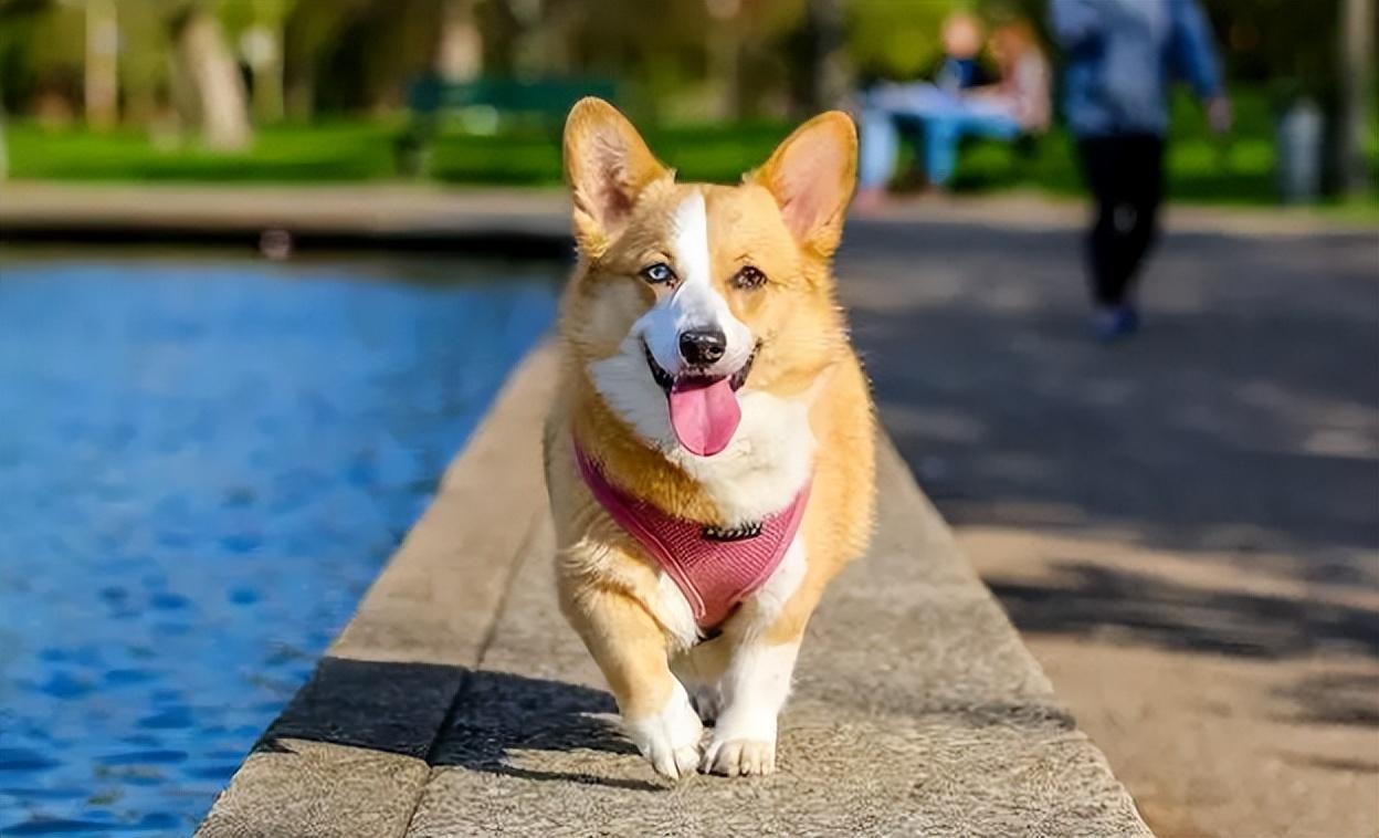 (柯基蹑手蹑脚潜到主人床边睡觉)柯基蹑手蹑脚潜到主人床边睡觉惹人乐,它为何喜欢躺主人身边呢? 第4张 (柯基蹑手蹑脚潜到主人床边睡觉)柯基蹑手蹑脚潜到主人床边睡觉惹人乐,它为何喜欢躺主人身边呢? 第4张