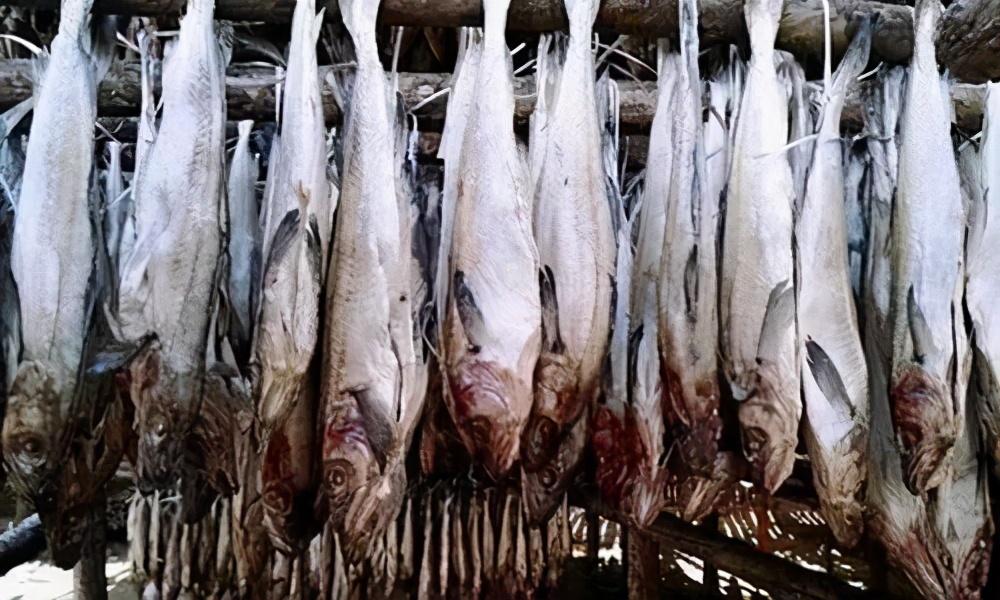 (明太鱼)明太鱼的“江湖”:韩国吃掉80%产量,俄罗斯借道中国抬价 第7张 (明太鱼)明太鱼的“江湖”:韩国吃掉80%产量,俄罗斯借道中国抬价 第7张