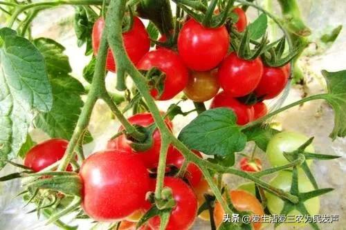 (家庭创业致富小项目)在家种什么既赚钱又简单?这些项目值得考虑,有人因此发家致富! 第2张 (家庭创业致富小项目)在家种什么既赚钱又简单?这些项目值得考虑,有人因此发家致富! 第2张