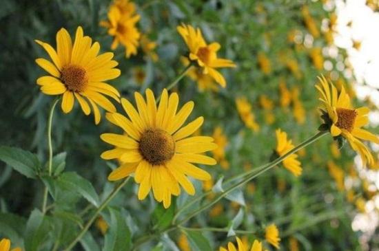 (小雏菊的花语)小皱菊的花语是什么?考拉园艺网带你了解小皱菊  第4张