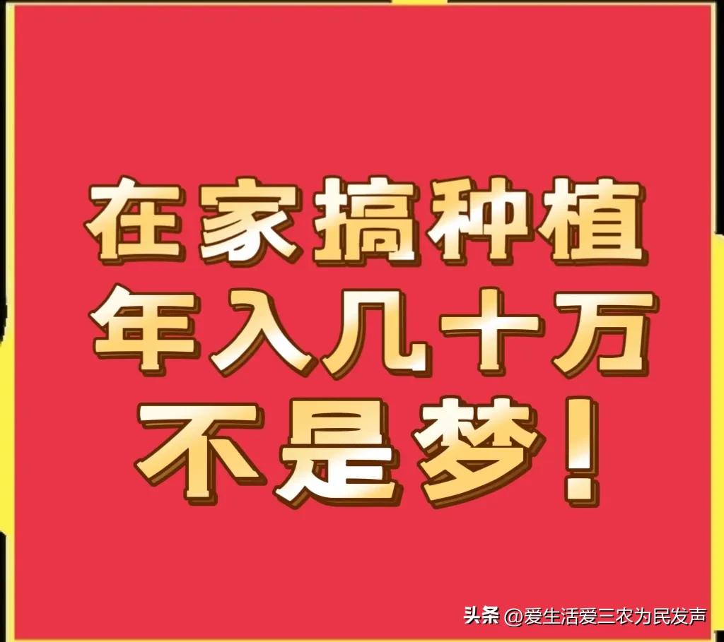 (家庭创业致富小项目)在家种什么既赚钱又简单?这些项目值得考虑,有人因此发家致富! 第1张 (家庭创业致富小项目)在家种什么既赚钱又简单?这些项目值得考虑,有人因此发家致富! 第1张