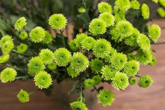 (小雏菊的花语)小皱菊的花语是什么?考拉园艺网带你了解小皱菊  第2张