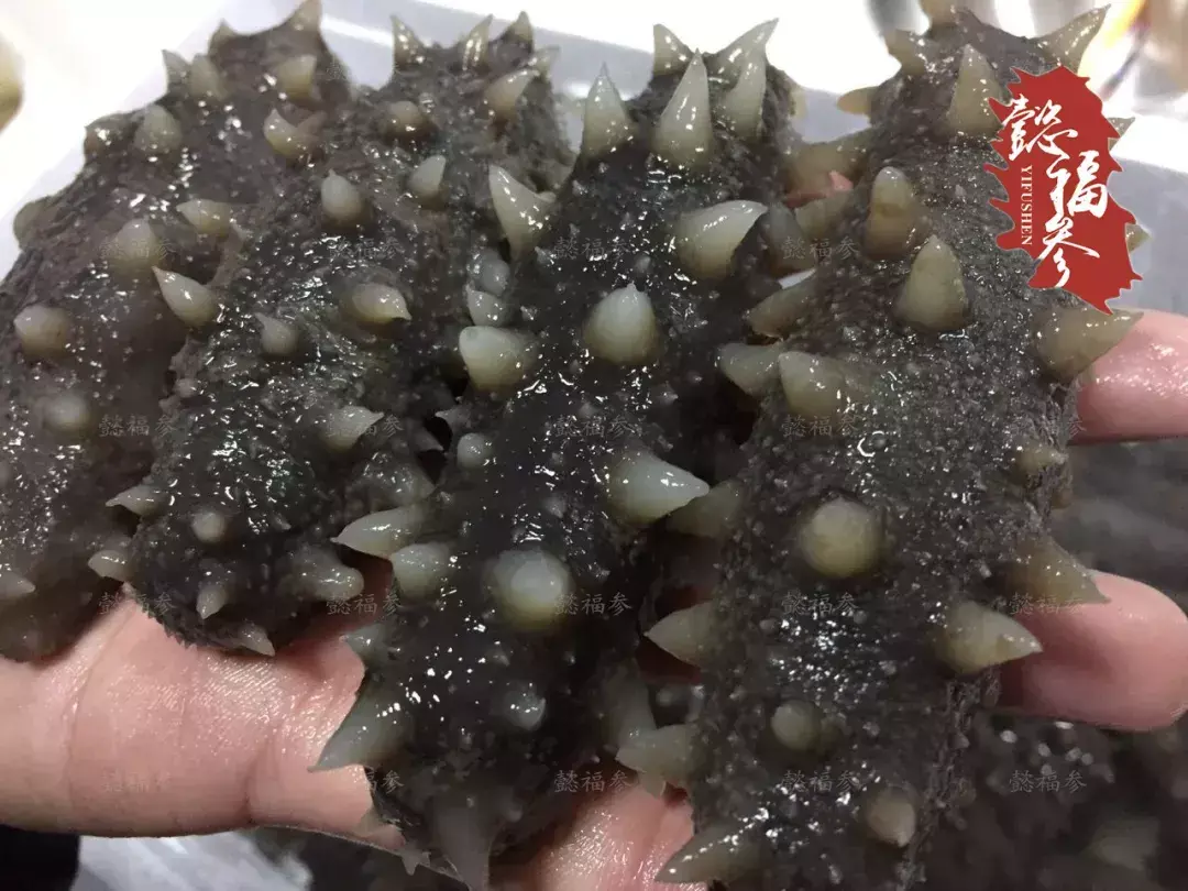 (哪里买海参比较好)哪里的海参好?海参产地大揭秘  第3张