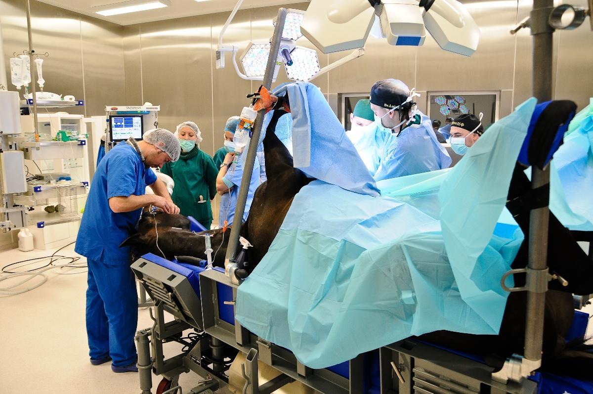 (动物医学专业就业前景)动物医学类专业:你没看错,主体专业就是由以前的兽医更名而来的 第3张 (动物医学专业就业前景)动物医学类专业:你没看错,主体专业就是由以前的兽医更名而来的 第3张