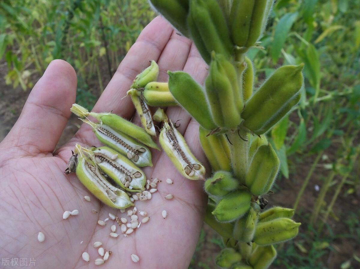 为何有人到农村回收芝麻杆?芝麻杆有何作用?5大用处变废为宝(芝麻粒有什么用)  第3张