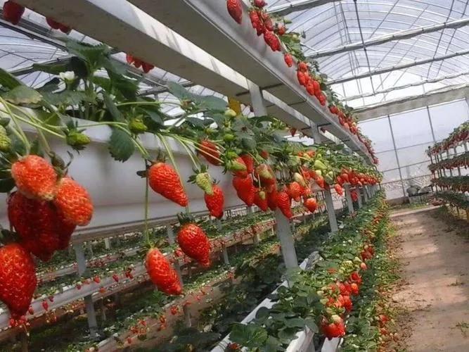 (无土栽培投资)无土栽培需要投资多少钱?适合种植哪些植物?  第5张