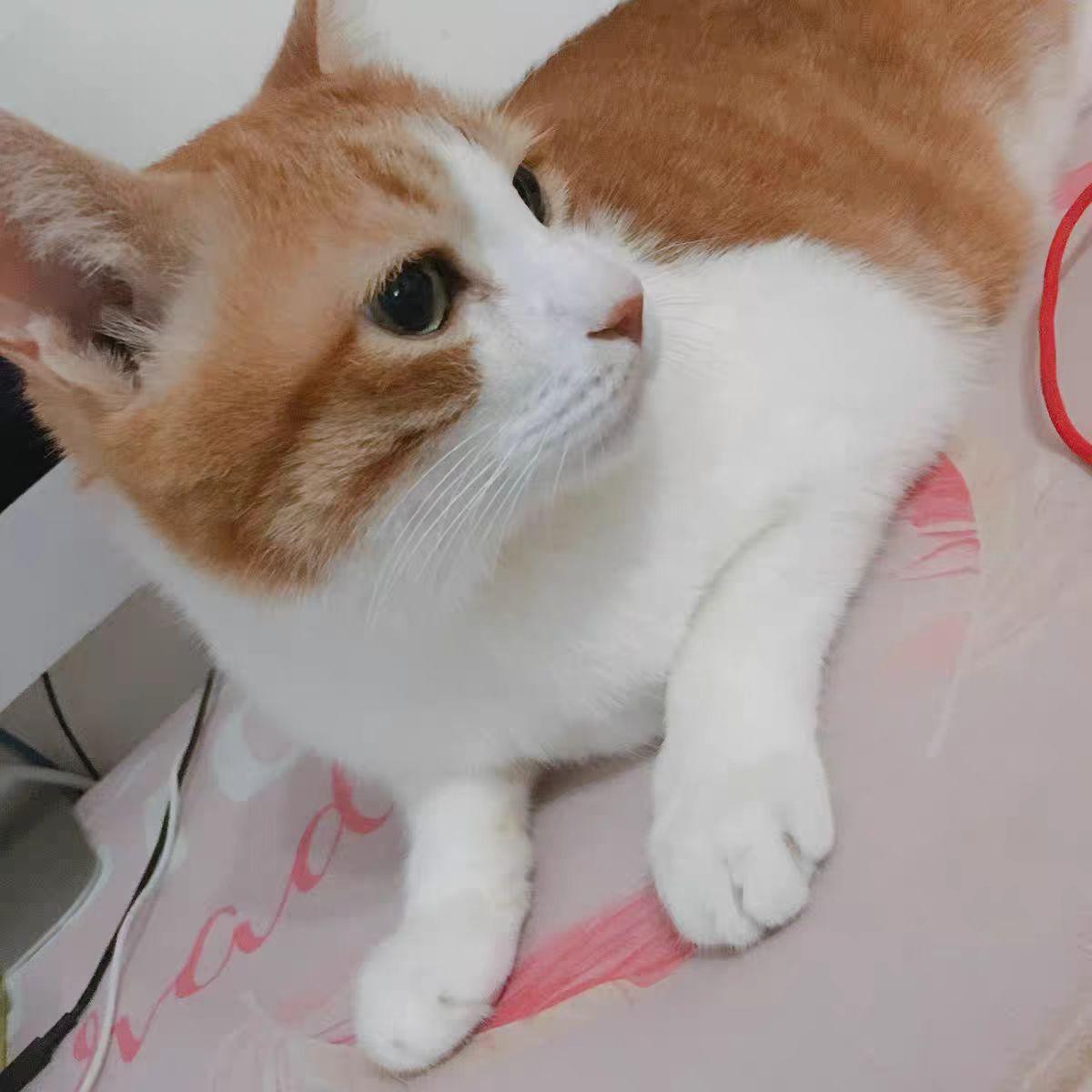 (猫粮排行榜前十名)国产猫粮排行榜前十名有哪些?  第1张