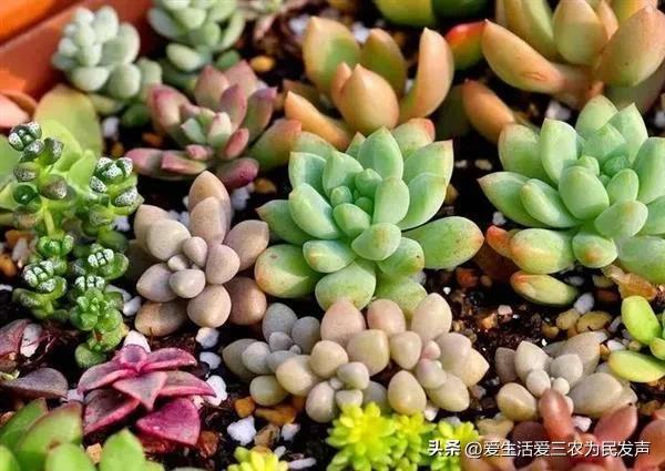 (家庭创业致富小项目)在家种什么既赚钱又简单?这些项目值得考虑,有人因此发家致富! 第9张 (家庭创业致富小项目)在家种什么既赚钱又简单?这些项目值得考虑,有人因此发家致富! 第9张
