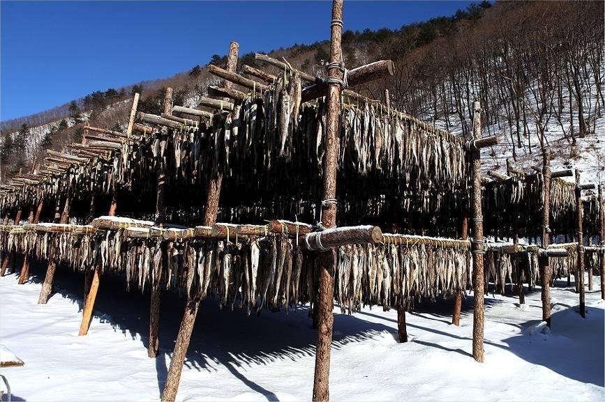 (明太鱼)明太鱼的“江湖”:韩国吃掉80%产量,俄罗斯借道中国抬价 第9张 (明太鱼)明太鱼的“江湖”:韩国吃掉80%产量,俄罗斯借道中国抬价 第9张