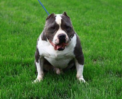 (开宠物店赚钱吗)现在开宠物店能赚钱吗?开个宠物店投资多少钱?  第2张