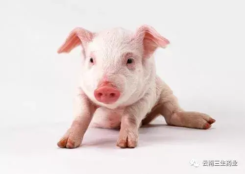 (开宠物店赚钱吗)现在开宠物店能赚钱吗?开个宠物店投资多少钱?  第3张