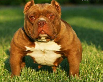 (开宠物店赚钱吗)现在开宠物店能赚钱吗?开个宠物店投资多少钱?  第1张