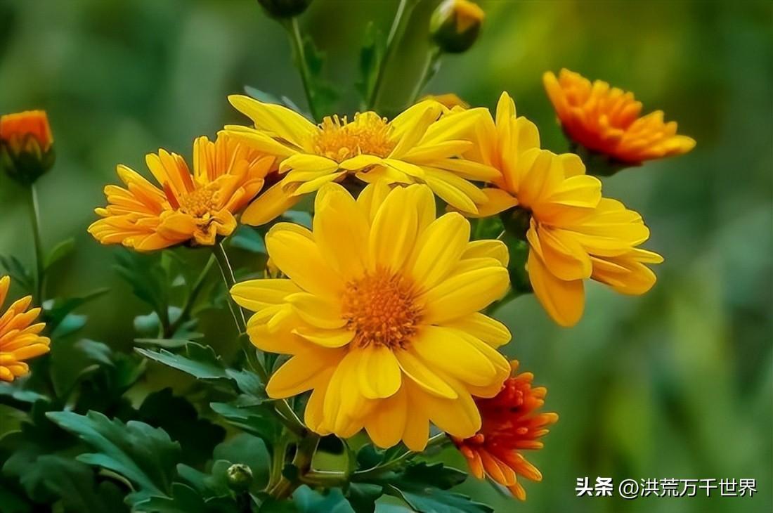 (竹子的品质和精神)梅兰竹菊的品质和精神 第4张 (竹子的品质和精神)梅兰竹菊的品质和精神 第4张