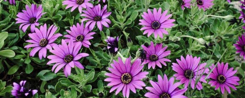 (小雏菊的花语)小皱菊的花语是什么?考拉园艺网带你了解小皱菊  第1张