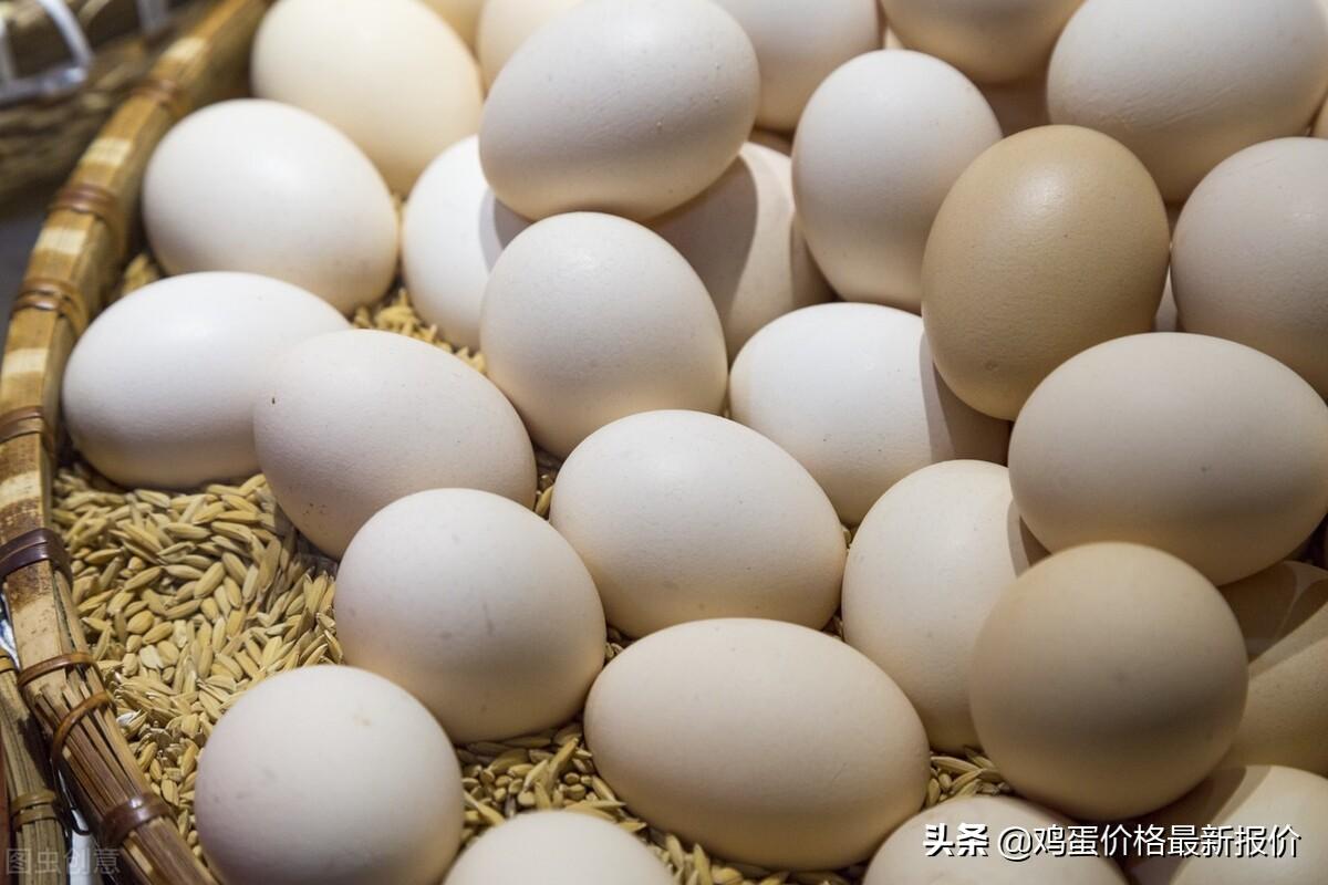 (240是多大码)2022年4月26日鸡蛋价格最新报价行情,河北粉蛋价格上涨 第2张 (240是多大码)2022年4月26日鸡蛋价格最新报价行情,河北粉蛋价格上涨 第2张