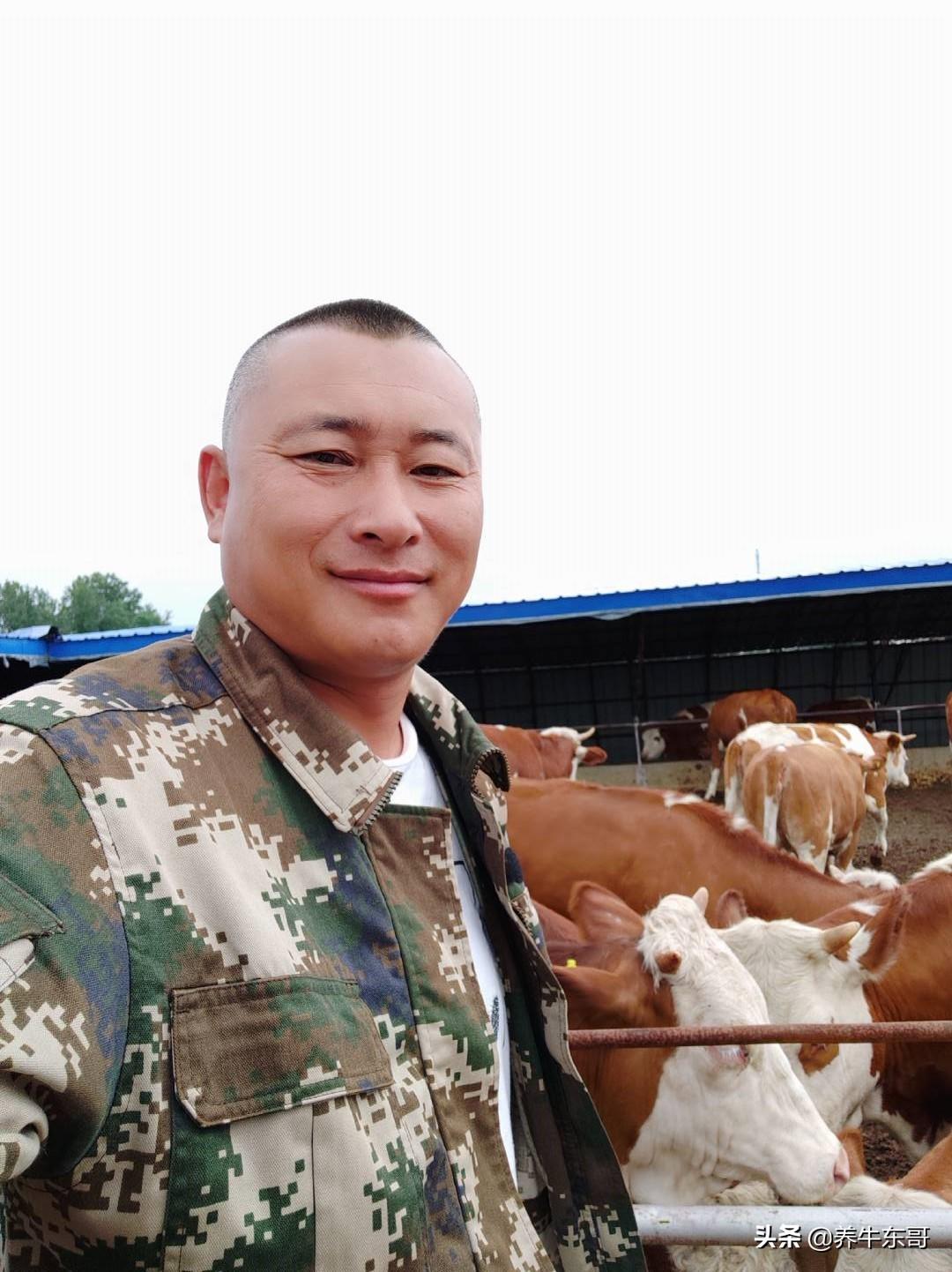 (创业养牛怎么样)东哥帮大家分析养牛创业的问题,希望对想养牛创业的朋友有所帮助 第1张 (创业养牛怎么样)东哥帮大家分析养牛创业的问题,希望对想养牛创业的朋友有所帮助 第1张
