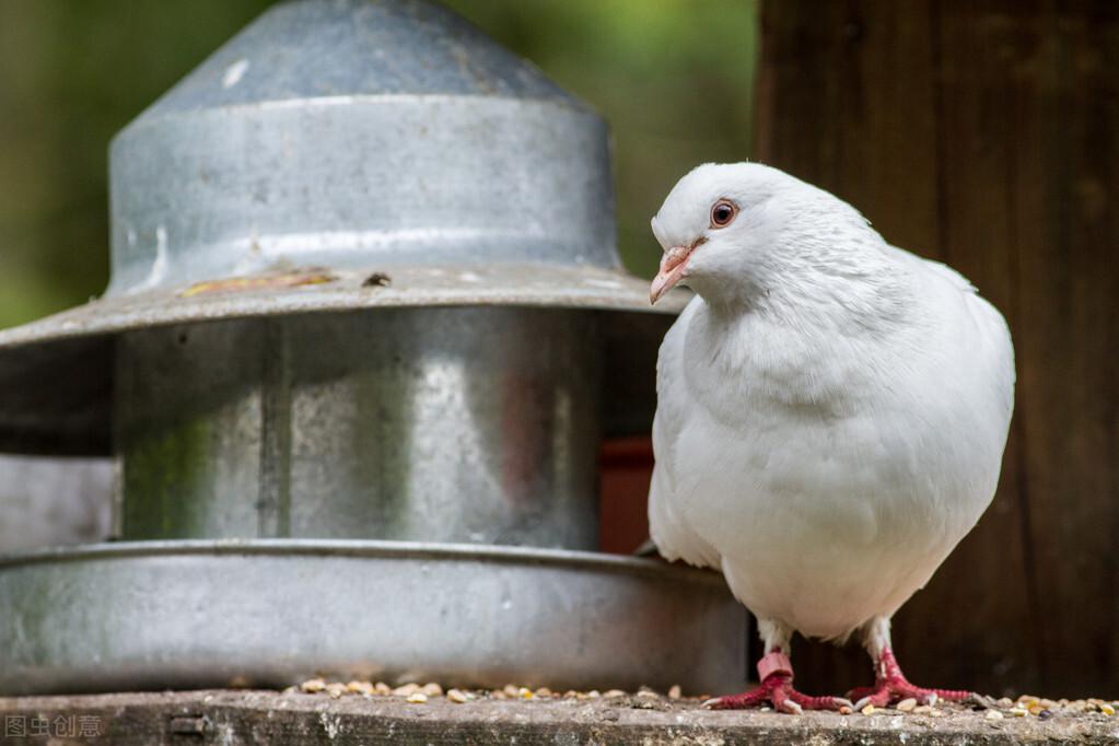 (养鸽子赚钱吗)2022年鸽子养殖赚钱吗? 第2张 (养鸽子赚钱吗)2022年鸽子养殖赚钱吗? 第2张