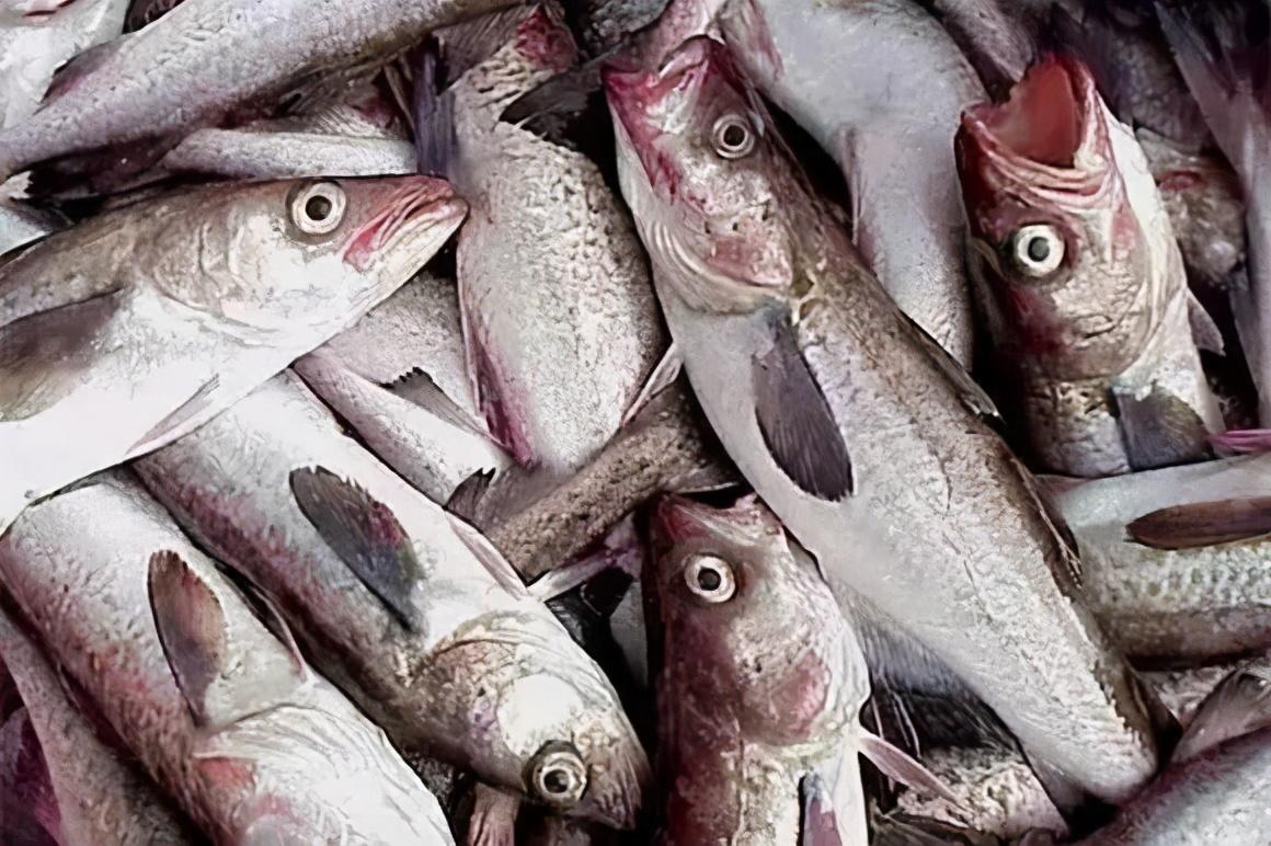 (明太鱼)明太鱼的“江湖”:韩国吃掉80%产量,俄罗斯借道中国抬价 第2张 (明太鱼)明太鱼的“江湖”:韩国吃掉80%产量,俄罗斯借道中国抬价 第2张