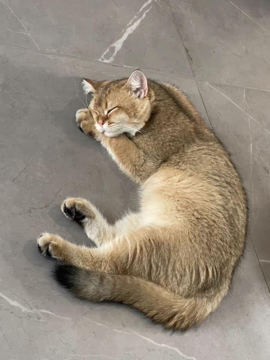 (猫粮排行榜前十名)国产猫粮排行榜前十名有哪些?  第3张
