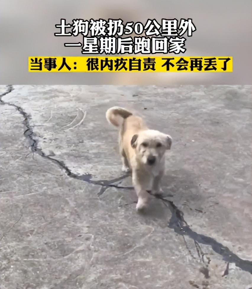 (土狗被扔50公里外一星期后跑回家)土狗被扔50公里外一星期后跑回家,你可知在它一生中主人就是全部 第1张 (土狗被扔50公里外一星期后跑回家)土狗被扔50公里外一星期后跑回家,你可知在它一生中主人就是全部 第1张