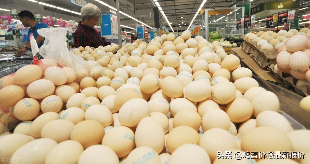 (240是多大码)2022年4月26日鸡蛋价格最新报价行情,河北粉蛋价格上涨 第1张 (240是多大码)2022年4月26日鸡蛋价格最新报价行情,河北粉蛋价格上涨 第1张