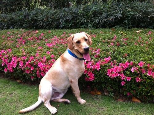 (十大聪明犬排名)狗狗智商排名,世界最聪明的十大狗狗,你知道哪些?  第7张 (十大聪明犬排名)狗狗智商排名,世界最聪明的十大狗狗,你知道哪些?  第7张