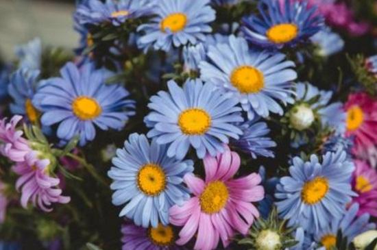 (小雏菊的花语)小皱菊的花语是什么?考拉园艺网带你了解小皱菊  第5张