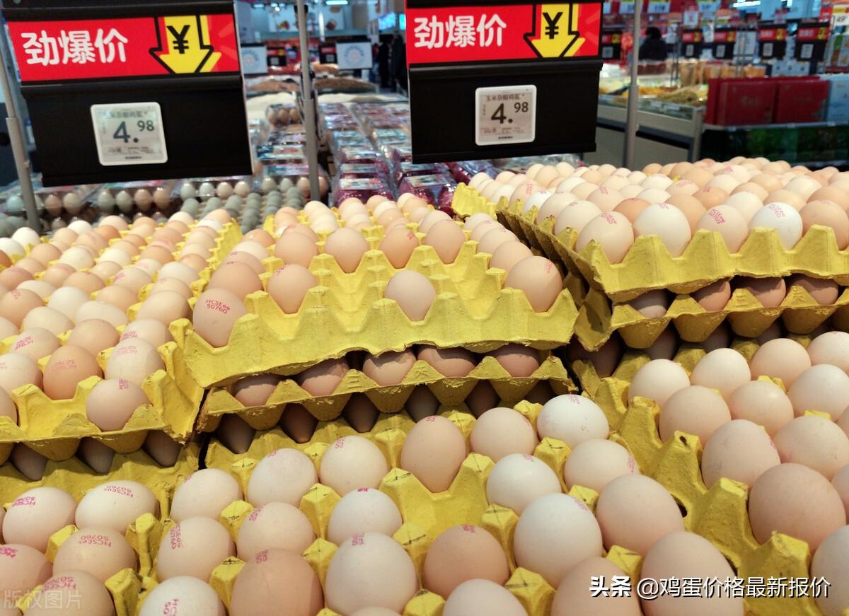 (240是多大码)2022年4月26日鸡蛋价格最新报价行情,河北粉蛋价格上涨 第4张 (240是多大码)2022年4月26日鸡蛋价格最新报价行情,河北粉蛋价格上涨 第4张
