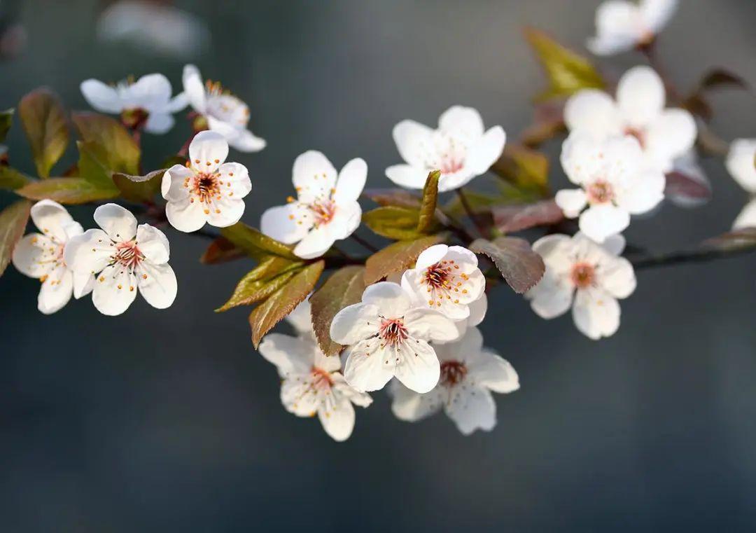 低眉信手续续弹，低眉信手续续弹，说尽心中无限事  第5张