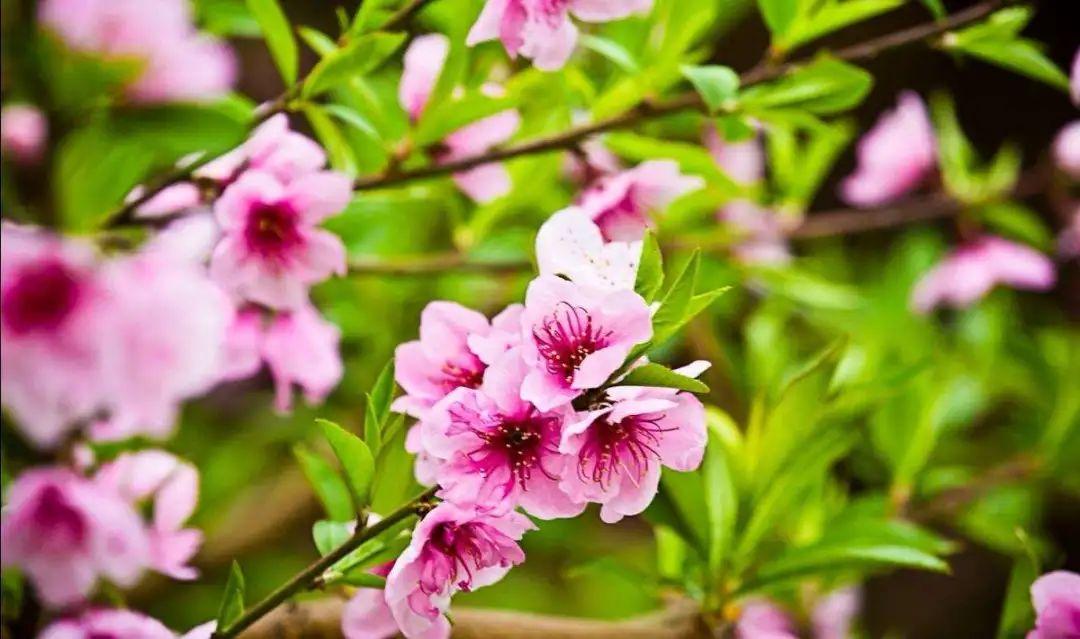 低眉信手续续弹，低眉信手续续弹，说尽心中无限事  第6张