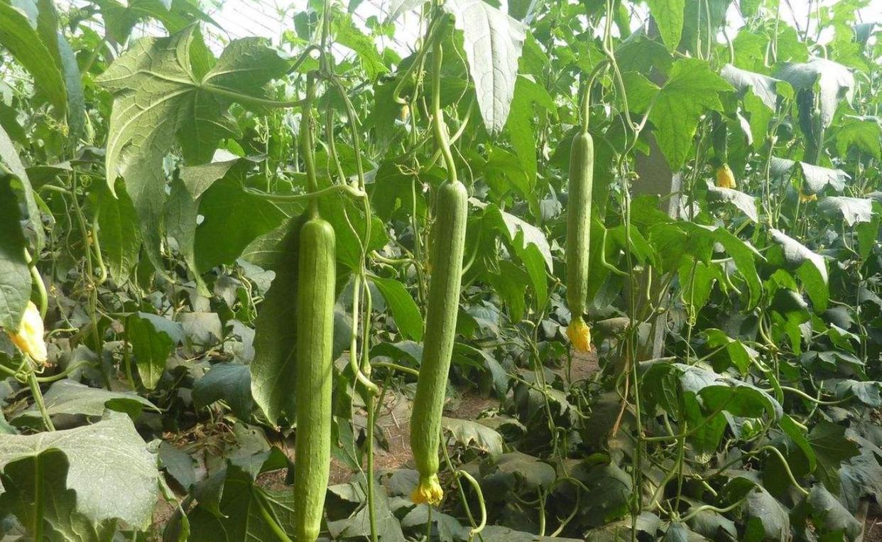 (我想回乡创业有什么好项目)2023年回乡创业种植什么农作物能赚钱?五种农作物种植前景好! 第3张 (我想回乡创业有什么好项目)2023年回乡创业种植什么农作物能赚钱?五种农作物种植前景好! 第3张