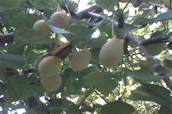 (银杏果怎么处理才能吃)银杏果怎么吃不中毒,掌握4种方法即可安全放心食用 第3张 (银杏果怎么处理才能吃)银杏果怎么吃不中毒,掌握4种方法即可安全放心食用 第3张