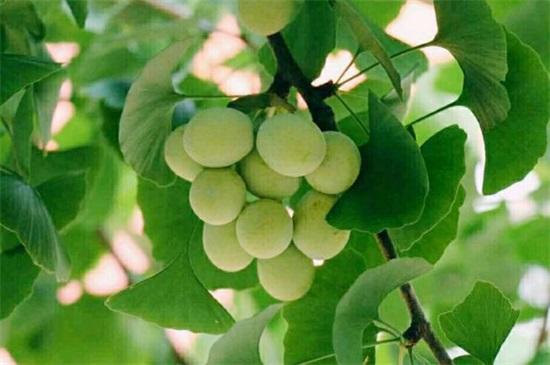 (银杏果怎么处理才能吃)银杏果怎么吃不中毒,掌握4种方法即可安全放心食用 第4张 (银杏果怎么处理才能吃)银杏果怎么吃不中毒,掌握4种方法即可安全放心食用 第4张