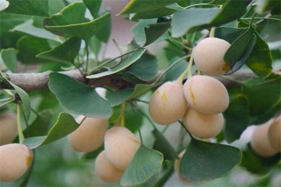 (银杏果怎么处理才能吃)银杏果怎么吃不中毒,掌握4种方法即可安全放心食用 第6张 (银杏果怎么处理才能吃)银杏果怎么吃不中毒,掌握4种方法即可安全放心食用 第6张