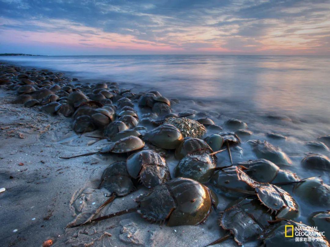 (厚礼蟹)鲎,人类真正的“厚礼蟹” 第5张 (厚礼蟹)鲎,人类真正的“厚礼蟹” 第5张