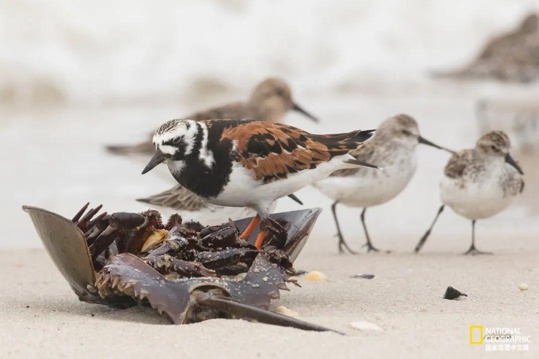 (厚礼蟹)鲎,人类真正的“厚礼蟹” 第6张 (厚礼蟹)鲎,人类真正的“厚礼蟹” 第6张