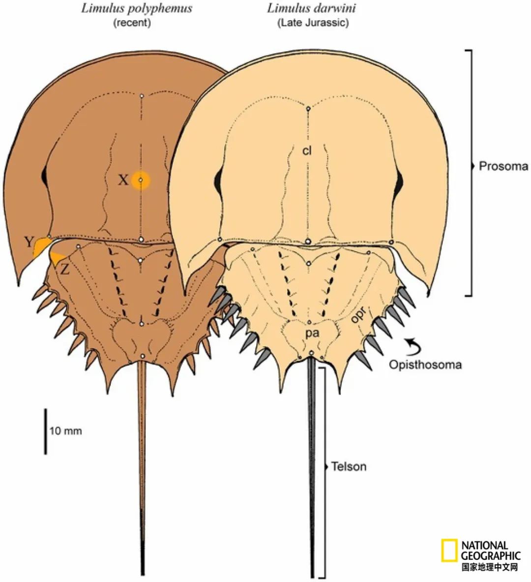 (厚礼蟹)鲎,人类真正的“厚礼蟹” 第4张 (厚礼蟹)鲎,人类真正的“厚礼蟹” 第4张